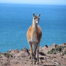Another Guanaco with the Atlantic Ocean